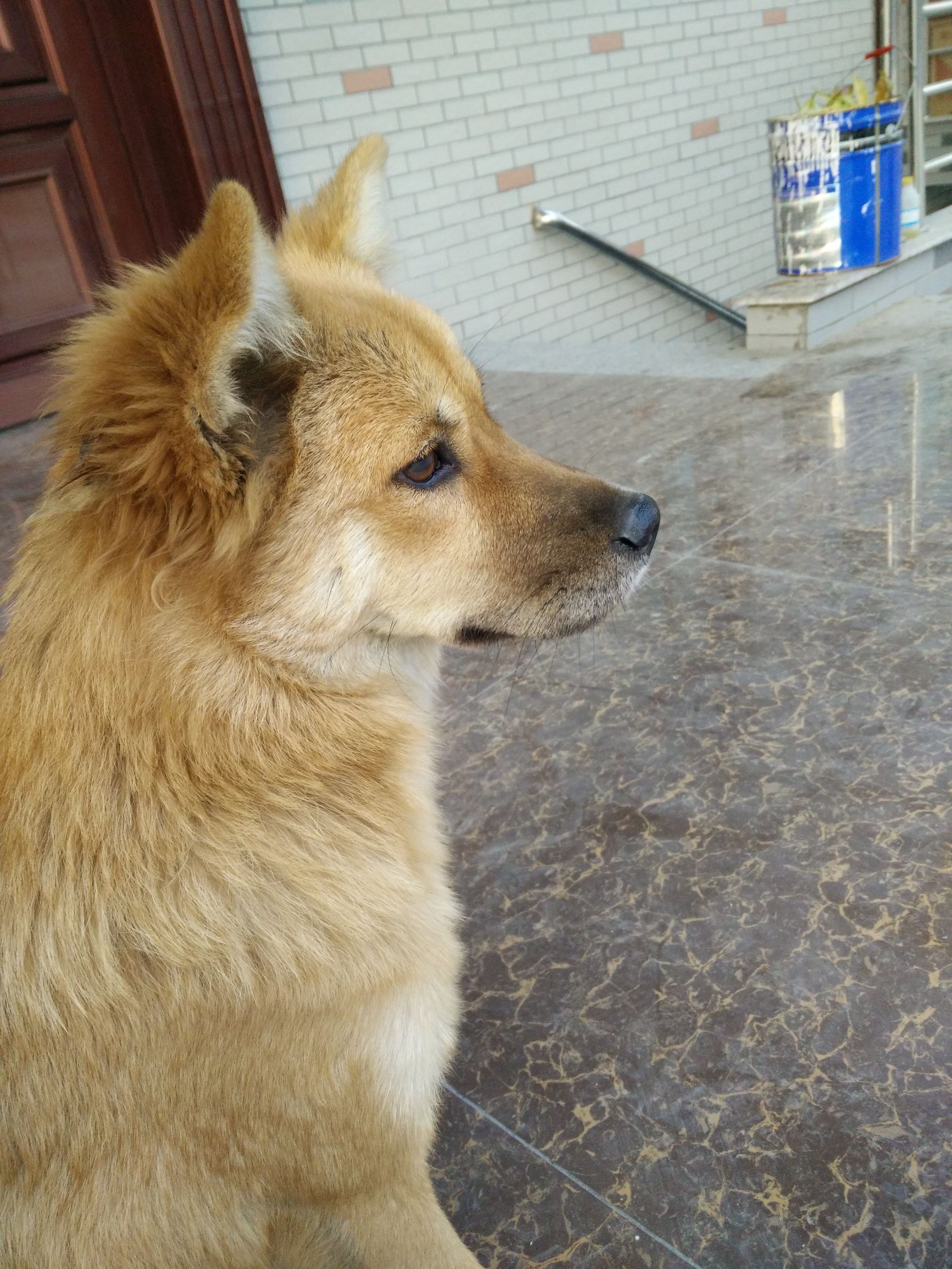 她叫肉肉(土话;扭扭)