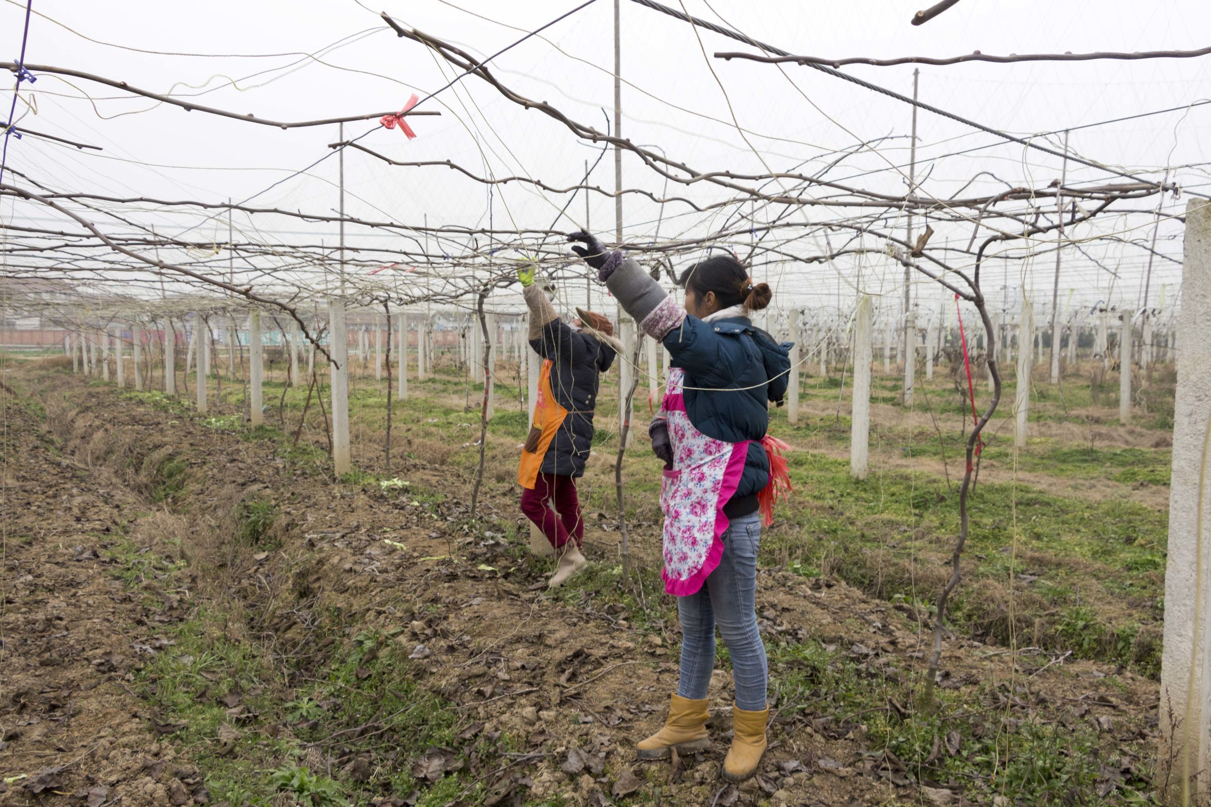 外出务工农民可以享受土地承包吗,农民承包土地获得劳动报酬