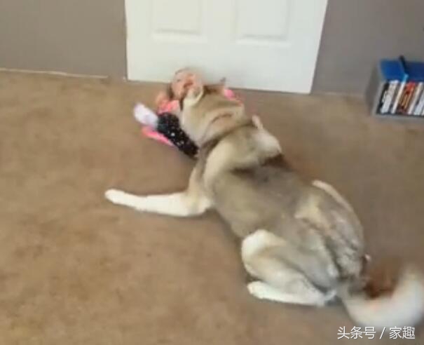 哈士奇扑倒女主人,哈士奇被女主人亲的视频