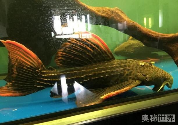 24k黄金达摩野生和人工的区别,24k黄金达摩真的有黄金吗