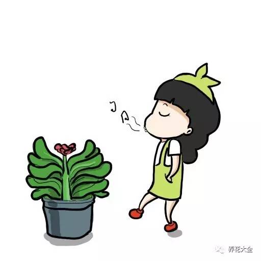 别人家的君子兰,君子兰没长出来就开花了怎么回事