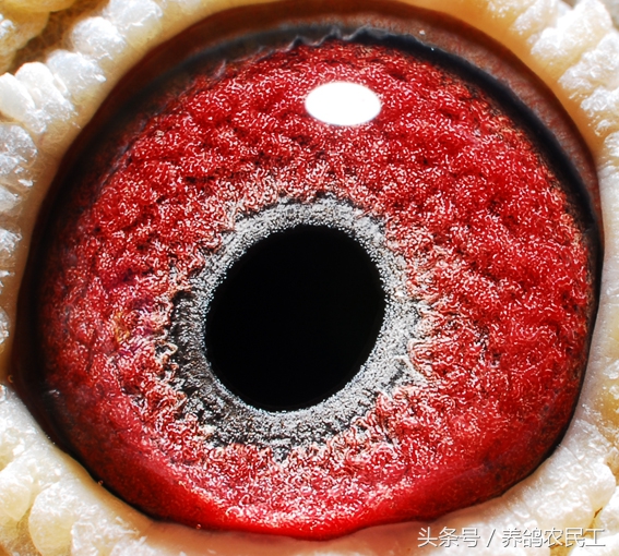 鸽子眼怎么区分明和暗,鸽子眼基本结构讲解