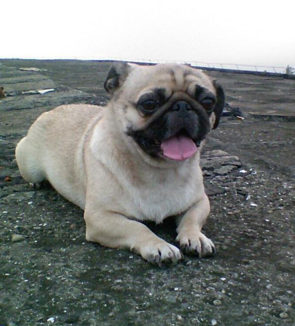 一个月的小巴哥犬,巴哥犬训练教程