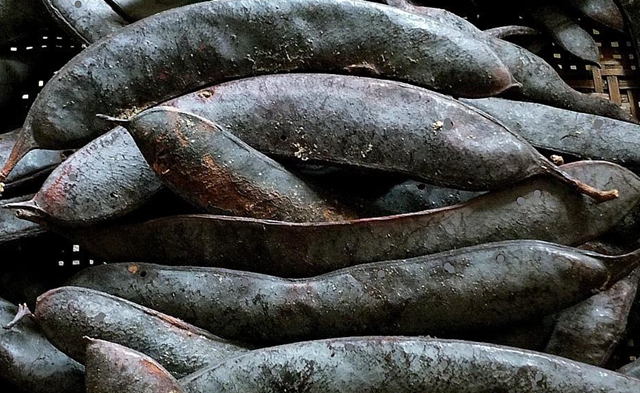 过去人们对它置若罔闻，现在爱美女孩尤其喜欢，几百元一斤抢手货