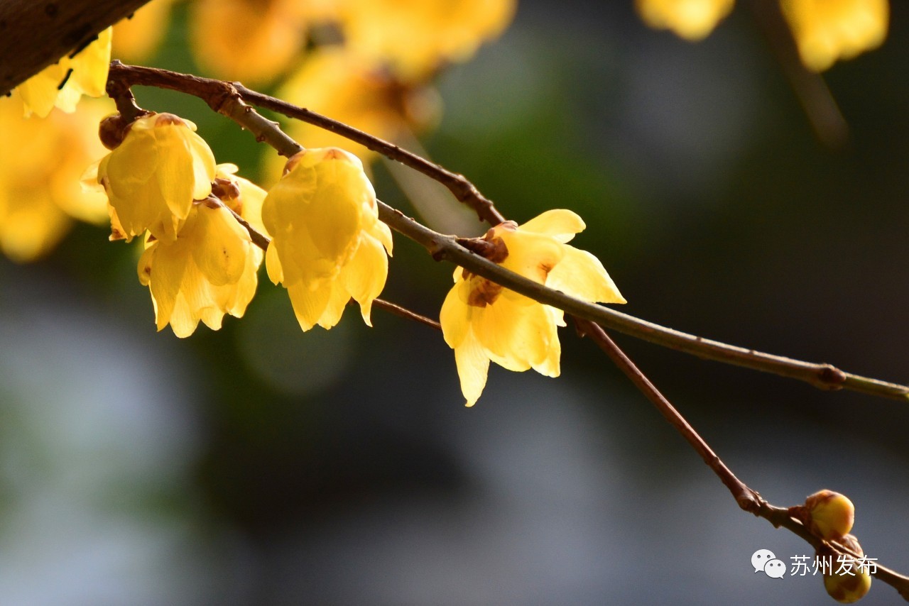 网师园里访腊梅:香密染成宫样黄……