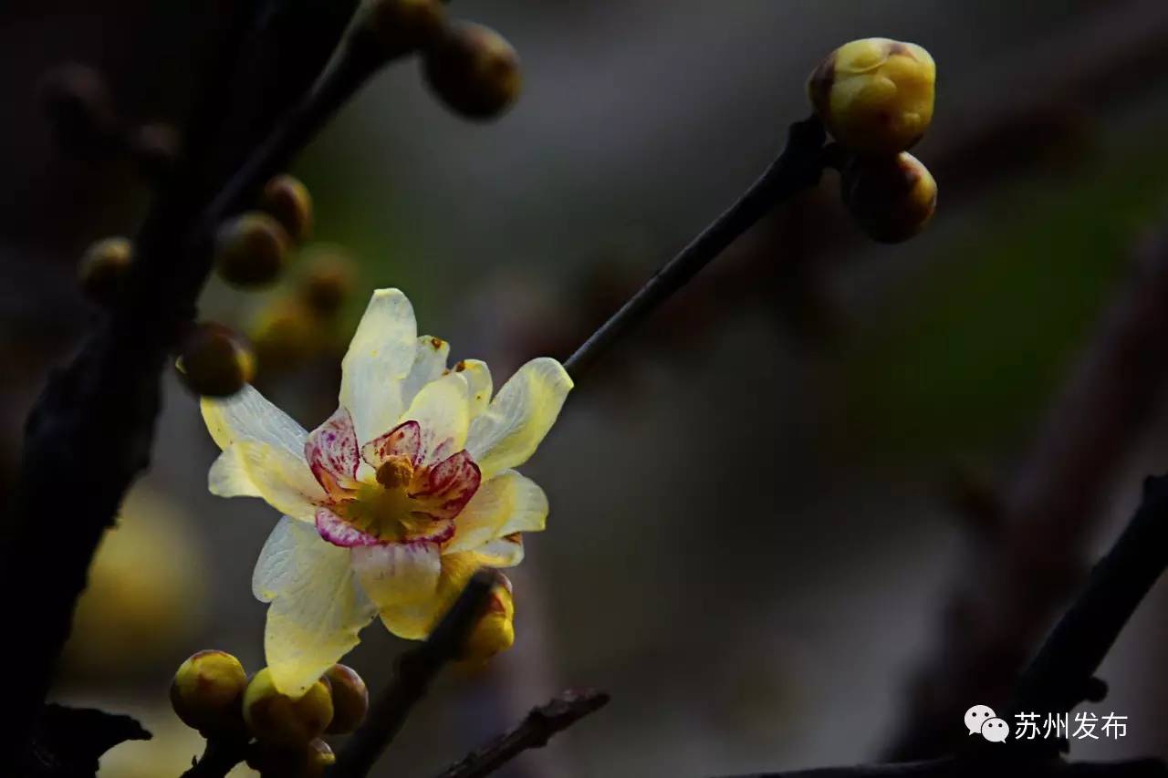 网师园里访腊梅:香密染成宫样黄……