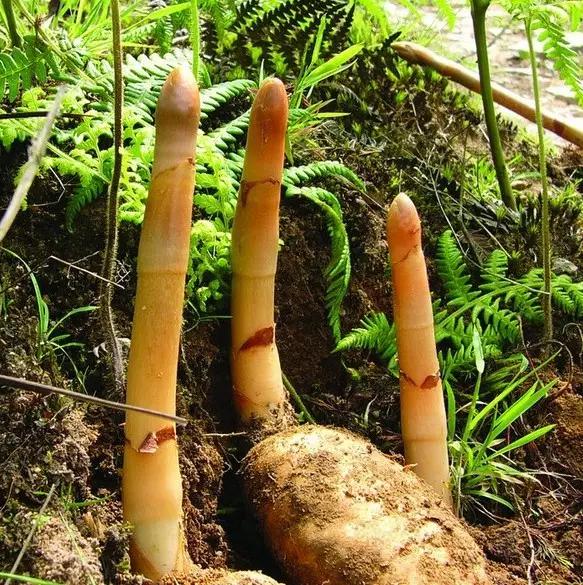 云南人再贵也要吃野生菌,云南人吃饭奢侈