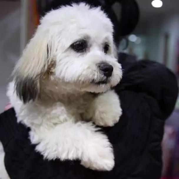 「2月上海春季」有爱领养