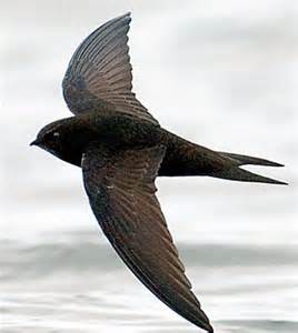 世界上唯一可以倒着飞的鸟,可以永远在天上飞的飞机