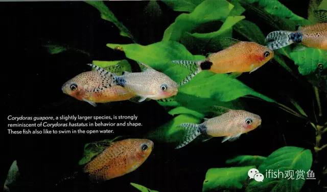 鼠鱼如何繁育,小型鼠鱼怎么养