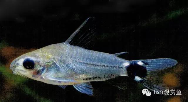 鼠鱼如何繁育,小型鼠鱼怎么养
