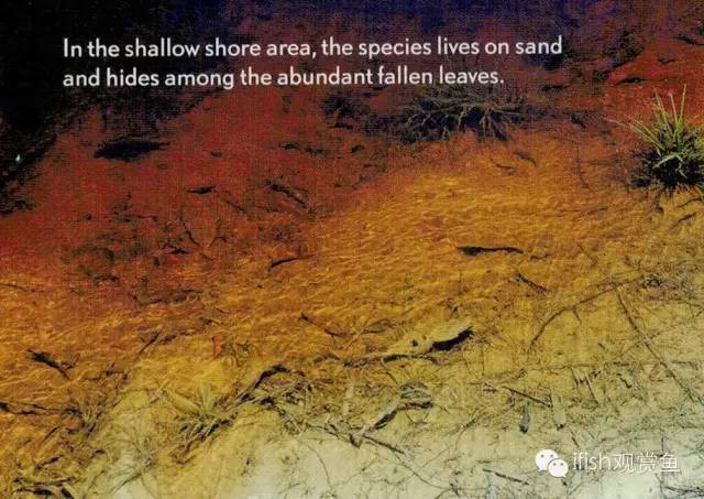 鼠鱼如何繁育,小型鼠鱼怎么养