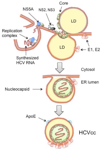 hcv特效药,hpv药研发到什么进度了