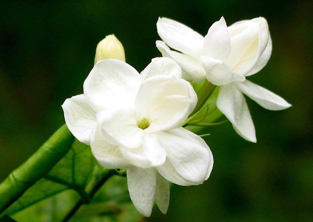 茉莉花盆栽老桩养护,最香的茉莉花盆栽