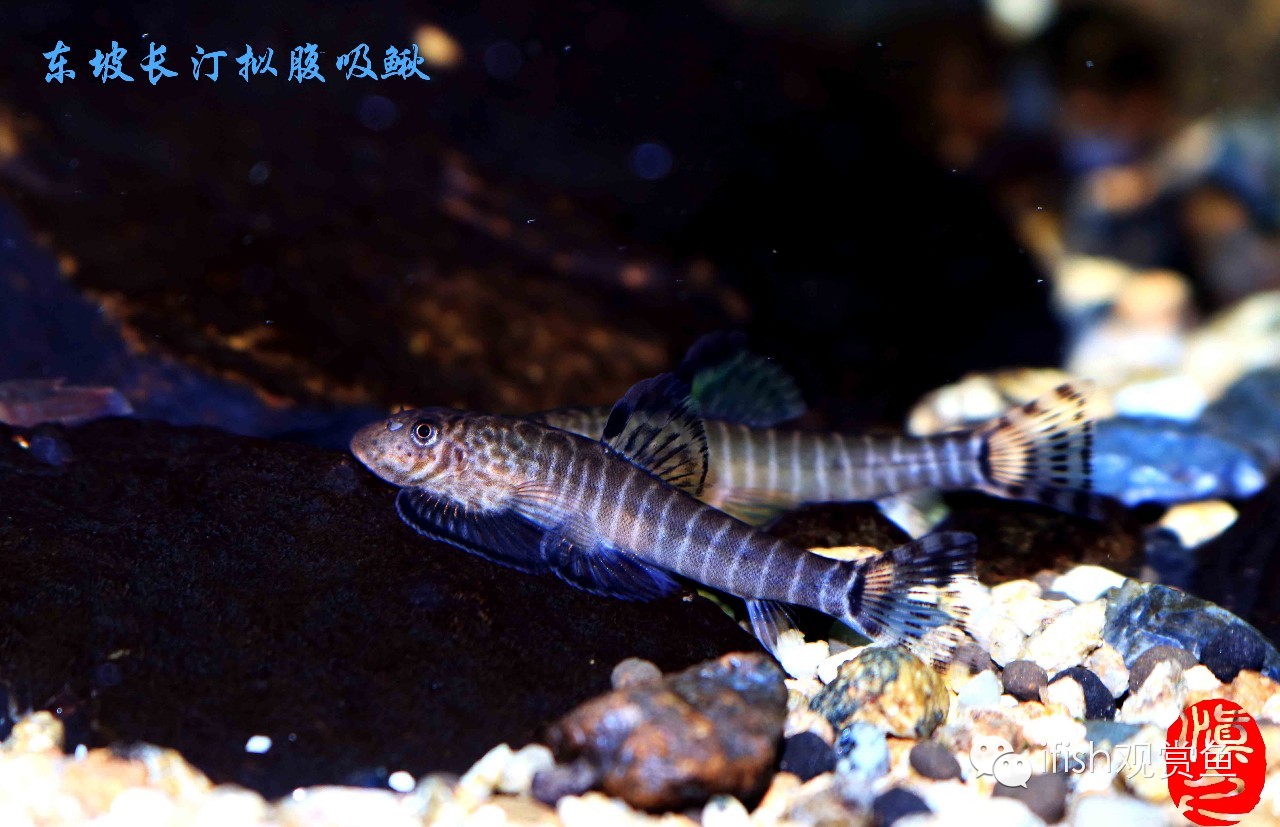 大圣年,大圣过年放鞭炮