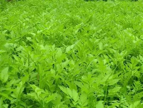 云南人再贵也要吃野生菌,云南人吃饭奢侈