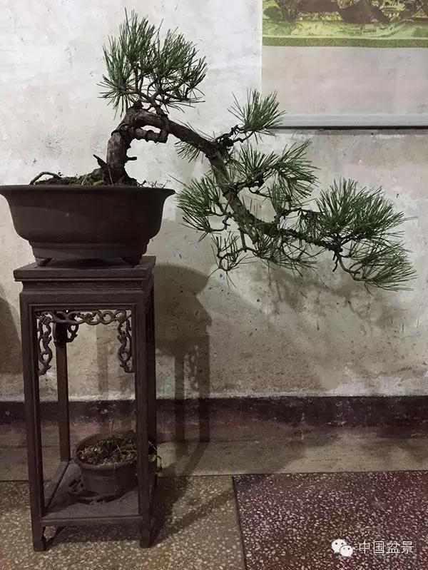 一株盆景60万元,石榴盆景100种图片