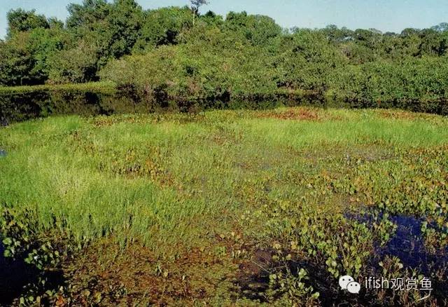 鼠鱼如何繁育,小型鼠鱼怎么养