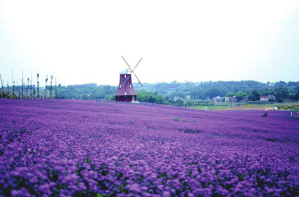 醉美的花海美景,醉美的花海视频