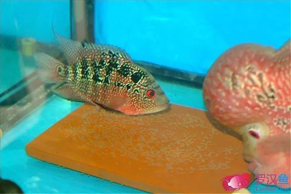 罗汉参的繁殖方法,罗汉鱼怎么养起头