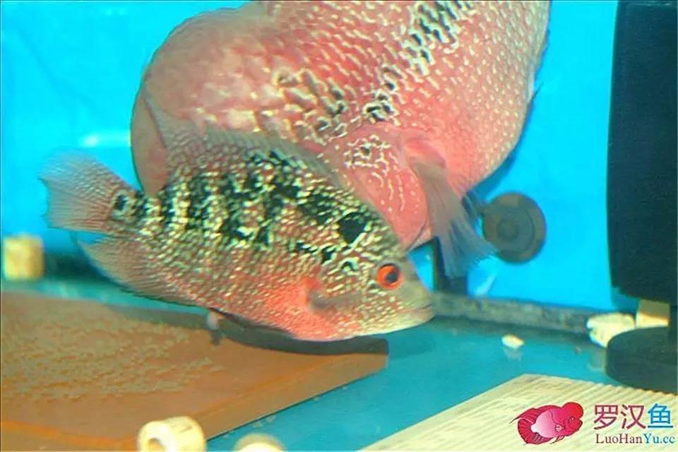 罗汉参的繁殖方法,罗汉鱼怎么养起头