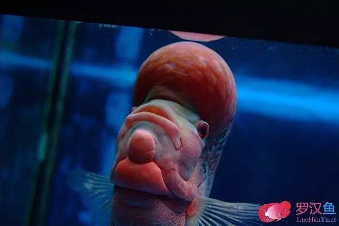 罗汉参的繁殖方法,罗汉鱼怎么养起头