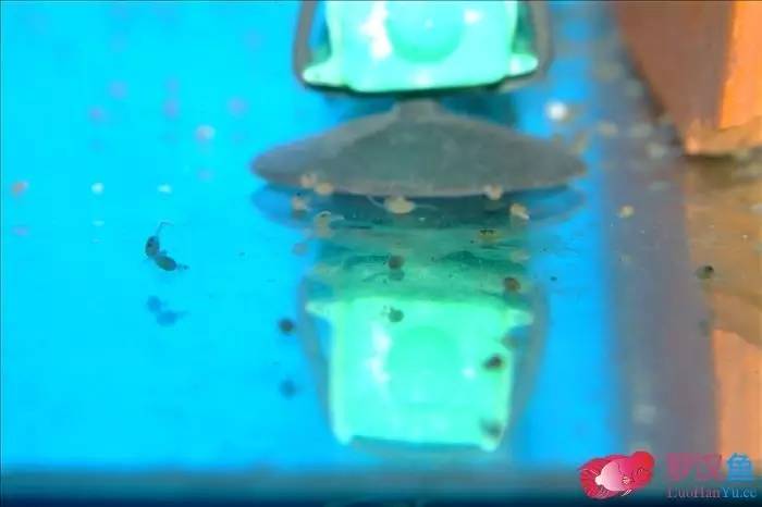 罗汉参的繁殖方法,罗汉鱼怎么养起头