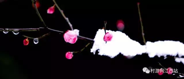 青岛冬季赏梅花的好去处,冬季梅花旅游攻略