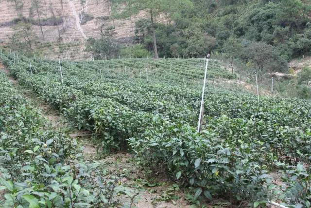 大尖山露营公园图,五桂山山旮旯露营基地