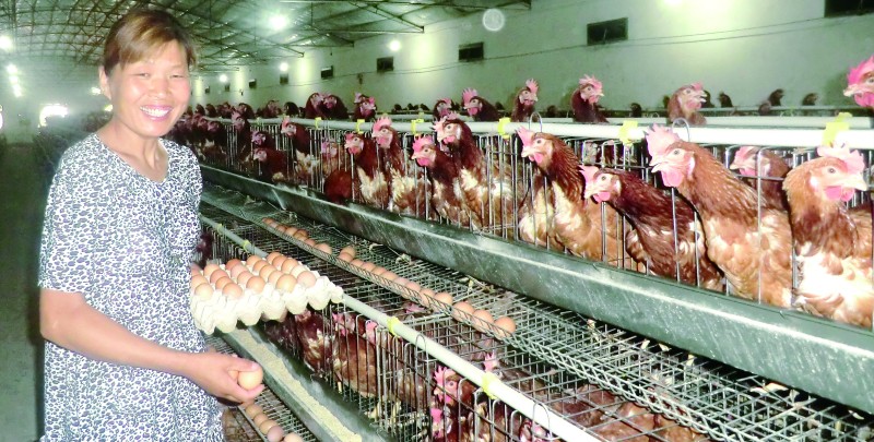 鸡蛋的蛋壳到底咋来的,鸡蛋壳不光滑很粗糙是假鸡蛋吗