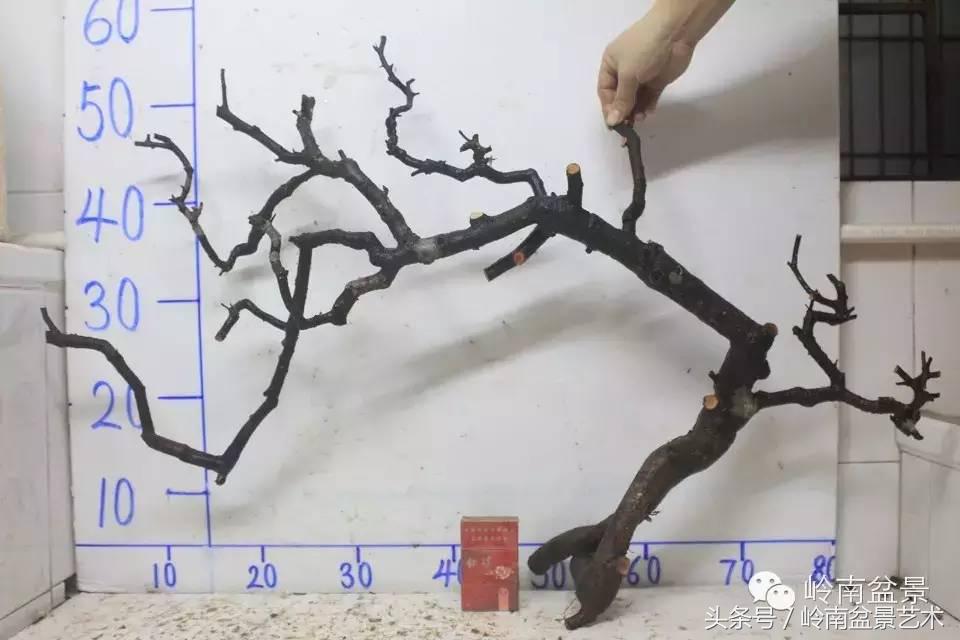 请厚爱你的野生树桩