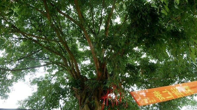 张道陵显灵,张道陵显灵事件四川