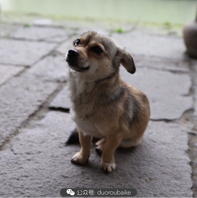 古镇寻肉记:那些旅行中遇见的植物!