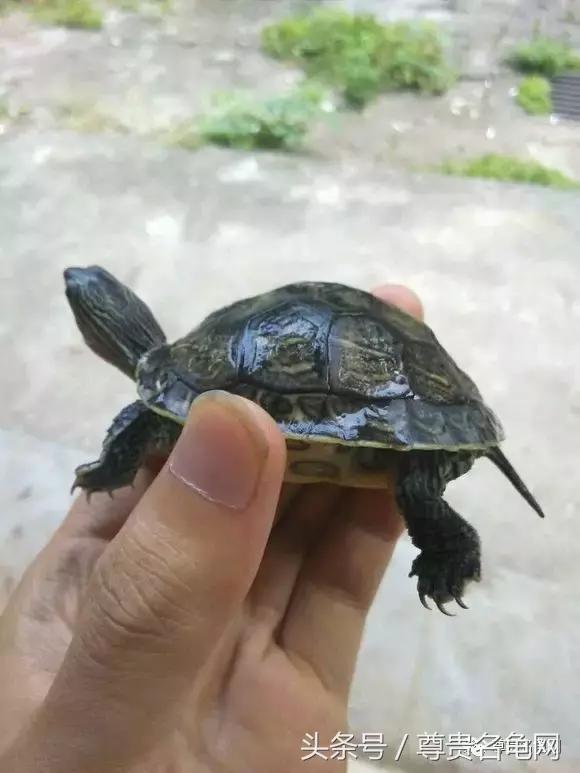 懒人养龟有诀窍，泥水生态养殖就是那么简单！