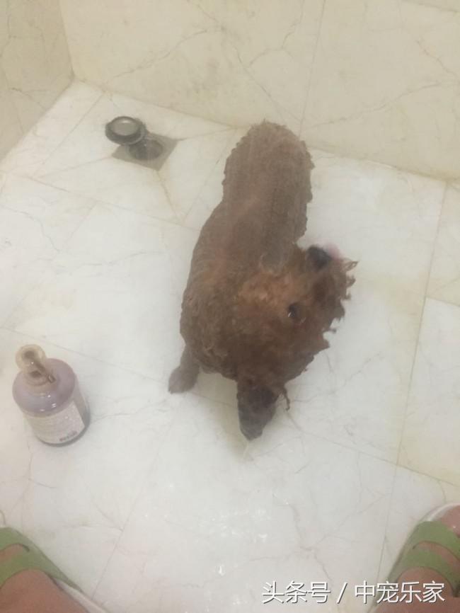 泰迪狗刚到家怎么养啊怎么训练,笼养泰迪幼犬怎么训练