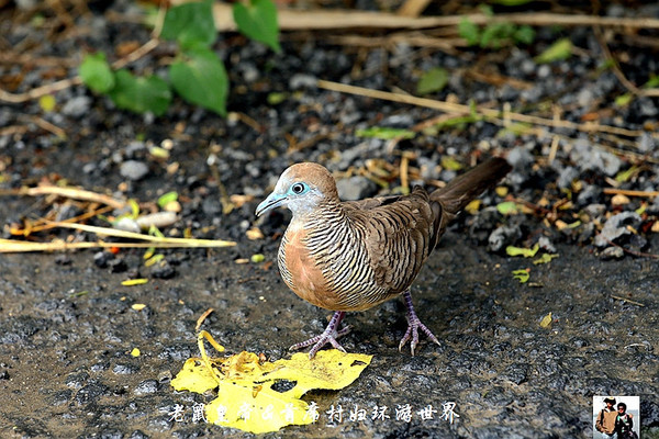 实拍非洲小岛国毛里求斯