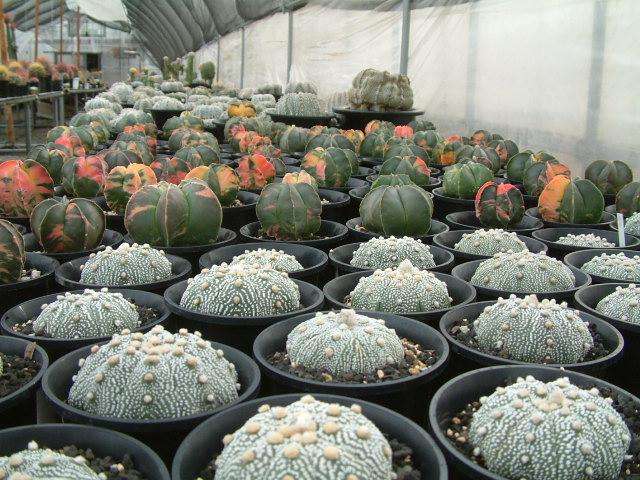 鏃ユ湰鐜夐湶澶氳倝澶ф,浠庡鑲夊ぇ妫氶噷璺戝嚭鏉ョ殑澶氳倝