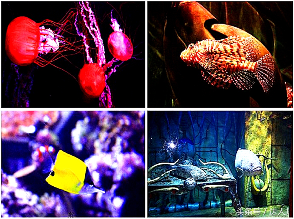 沙漠上的超级绿洲迪拜,迪拜沙漠上的奢华之都