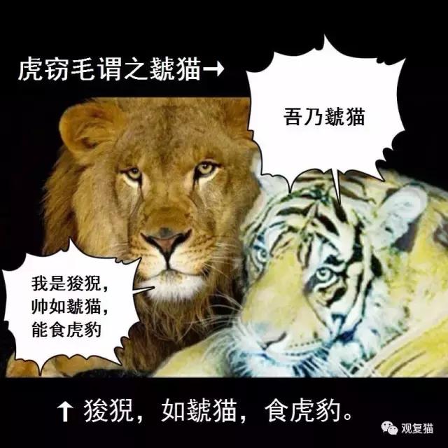蓝猫找猫报应,蓝毛找猫