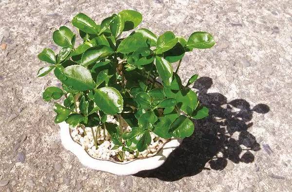 柚子的种子怎么发芽做盆栽,柚子种子小盆栽