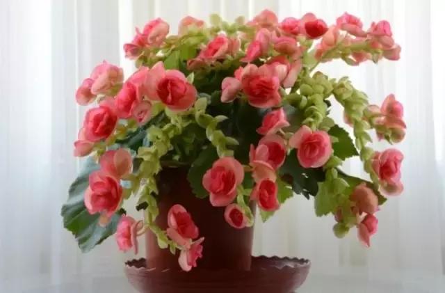 2022迎春花市深圳,深圳2024迎春花市怎么去