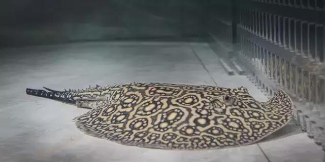 养罗汉鱼侧滤和上滤哪个效果好,双边侧滤鱼缸怎么过滤