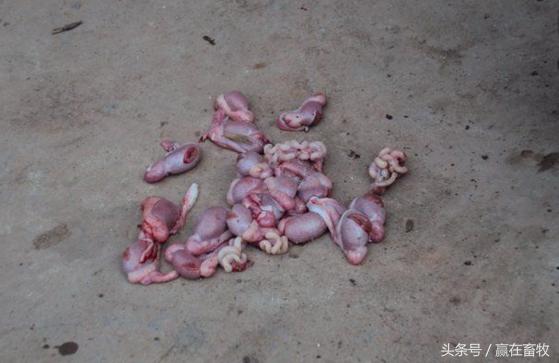 小猪阉割实拍,阉割后一定要严防这些情况发生