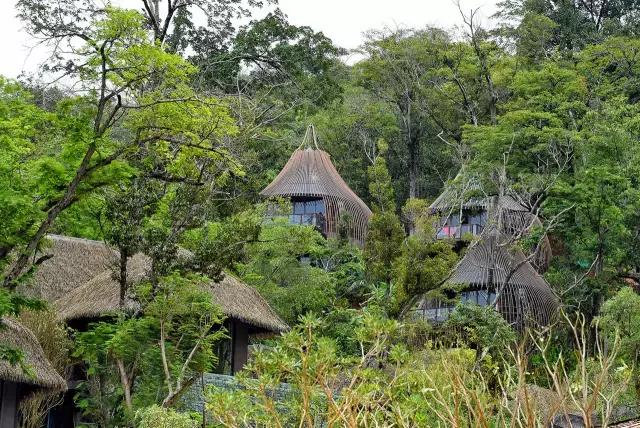 楦熷发搴﹀亣閰掑簵浣撻獙,闅愯棌鍦ㄥ師濮嬫.鏋楃殑娴峰崡楦熷发閰掑簵