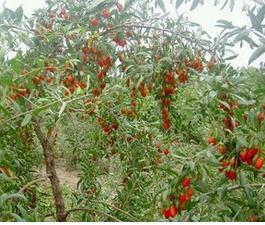 女人注意6大症状是更年期前兆,肾虚有哪些症状女人吃什么补