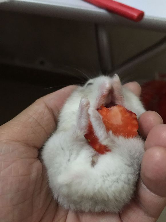 必须买的仓鼠零食,小仓鼠买东西推荐吃的主食小零食