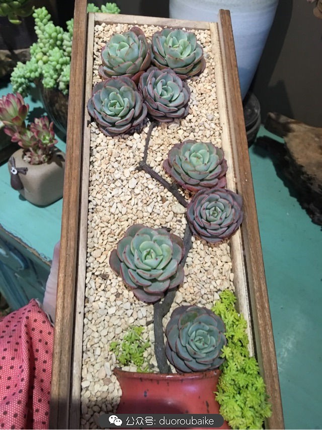 寒风中越发美丽的多肉,冬季暖阳下的多肉