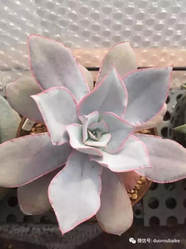 没有暖气的包邮区,肉肉照样美美的!