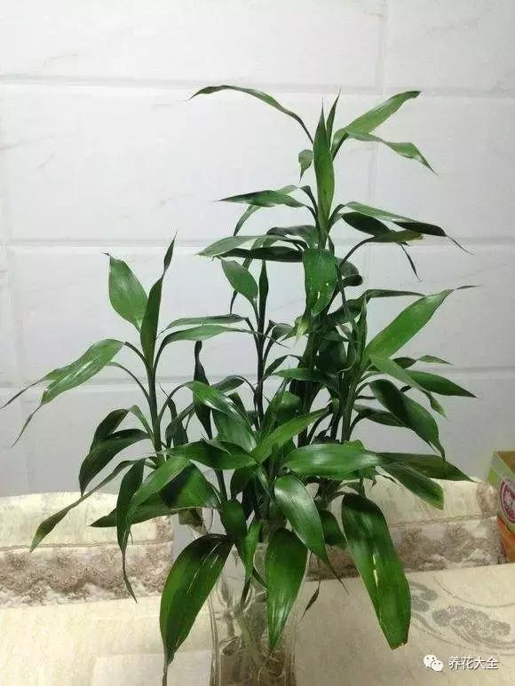 土培富贵竹叶子发黄怎么治,富贵竹叶子老是黄是怎么回事