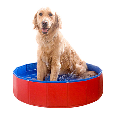 除了吃狗粮还吃什么,除了吃狗粮狗狗吃什么营养更均衡